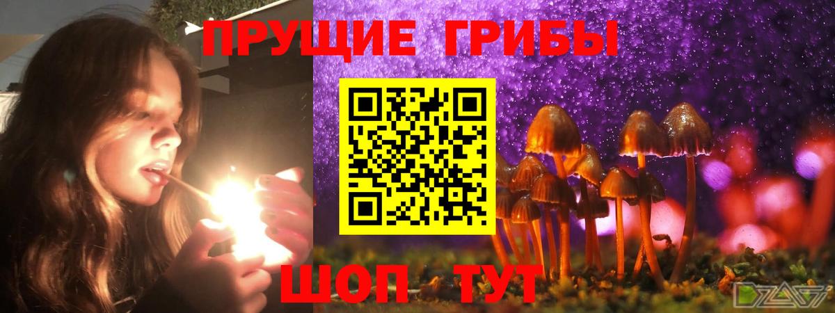 Псилоцибиновые грибы GOLDEN TEACHER  наркотики  Кудрово  Вход с VPN 